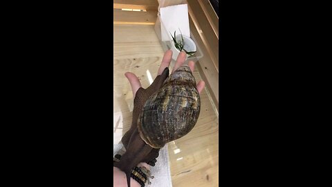 Giant African Snail