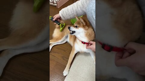 Funny Dog Video 🤣🤣🤣🤣 #videos #funnyvideo