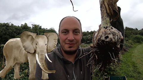 Elephant Garlic Harvest