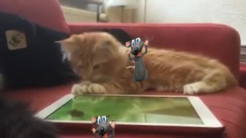 kittens trying to catch the mouse on the tablet