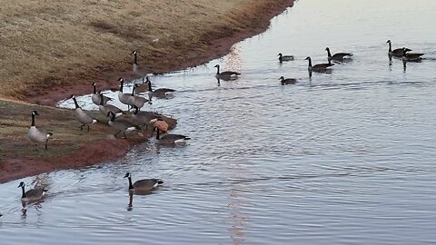 The pond