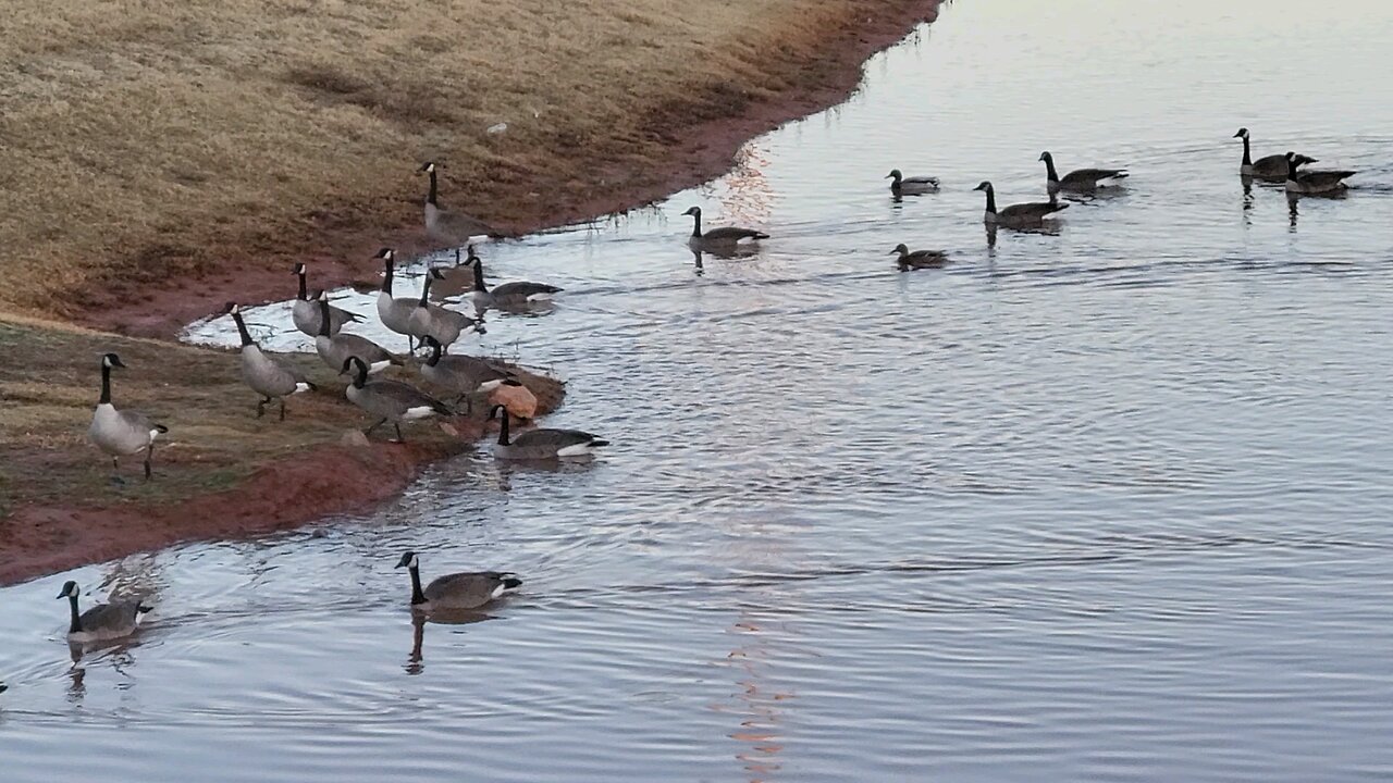 The pond