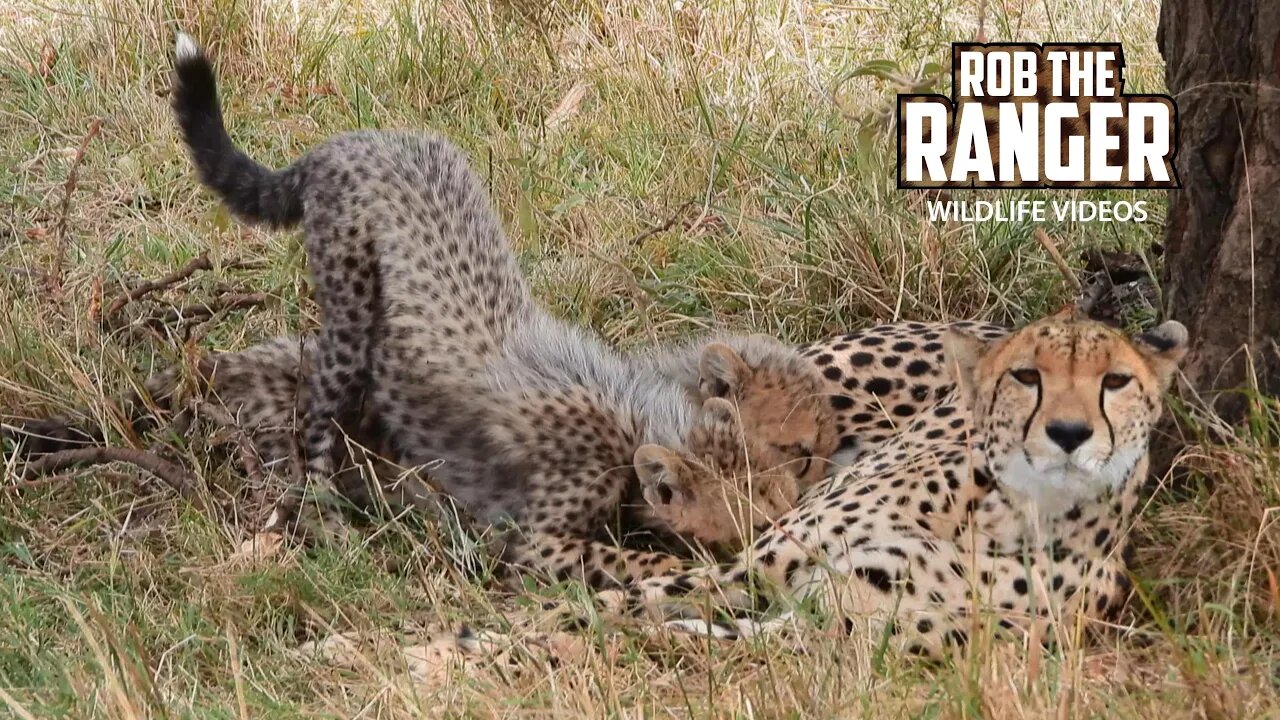 Cheetah And Cubs | Mara North Safari | Zebra Plains On Tour