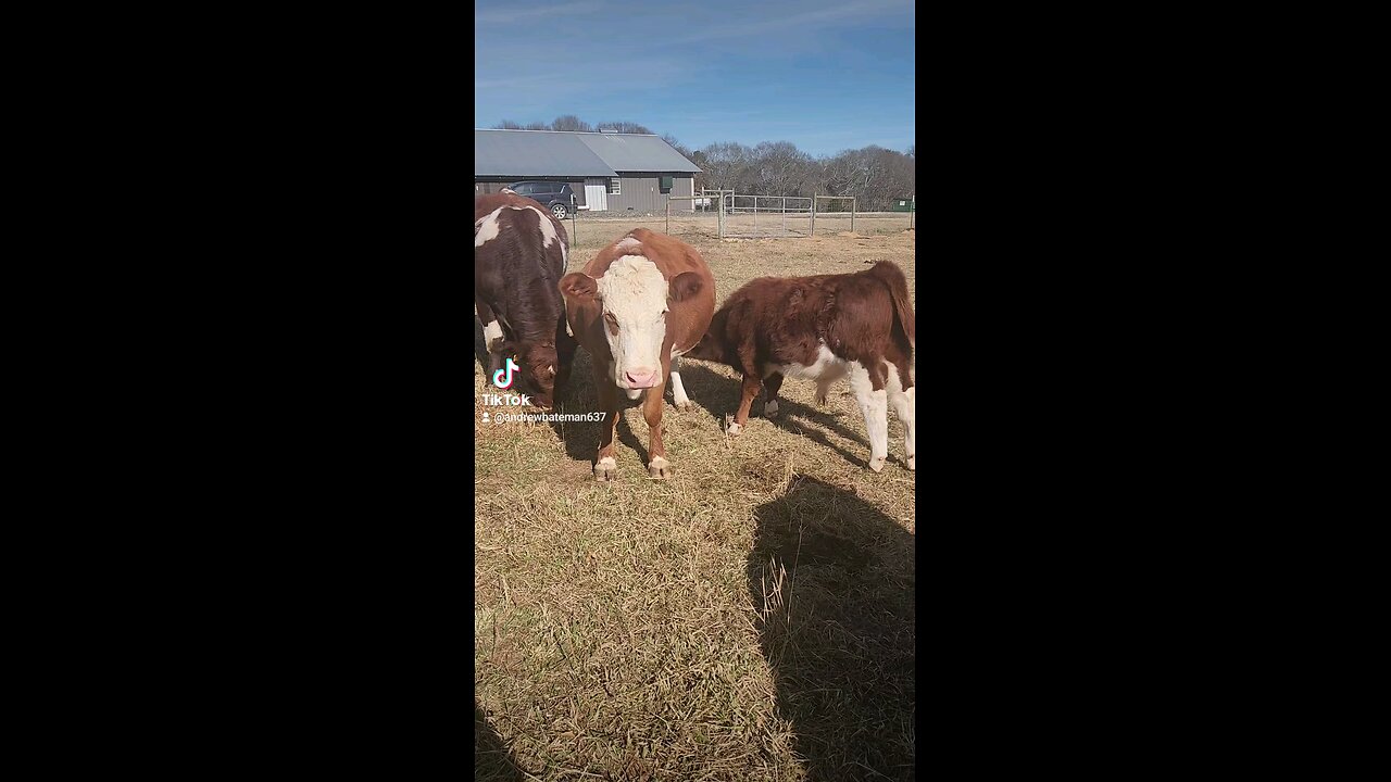 Bull calf is hungry.