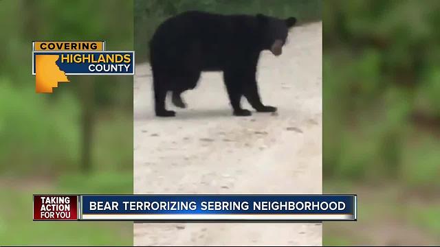 Black bear terrorizes Sebring neighborhood