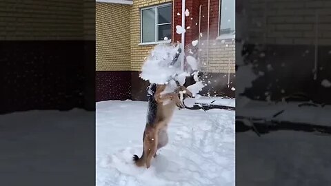 Dogs Reacting to First Snow #pet #funnyvideo