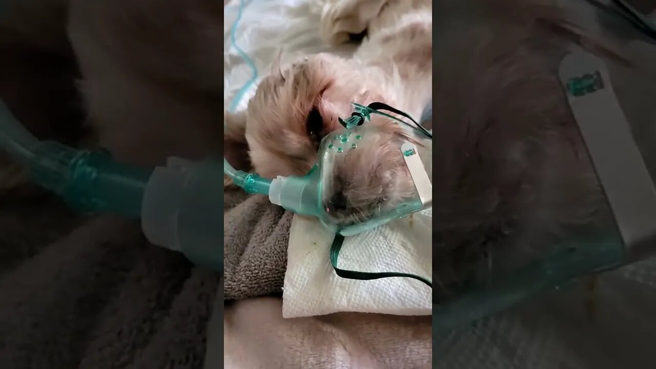 Motech on Oxygen Treatment