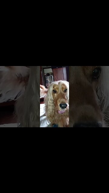 #dogshow , #animals , #dogs , #shorts