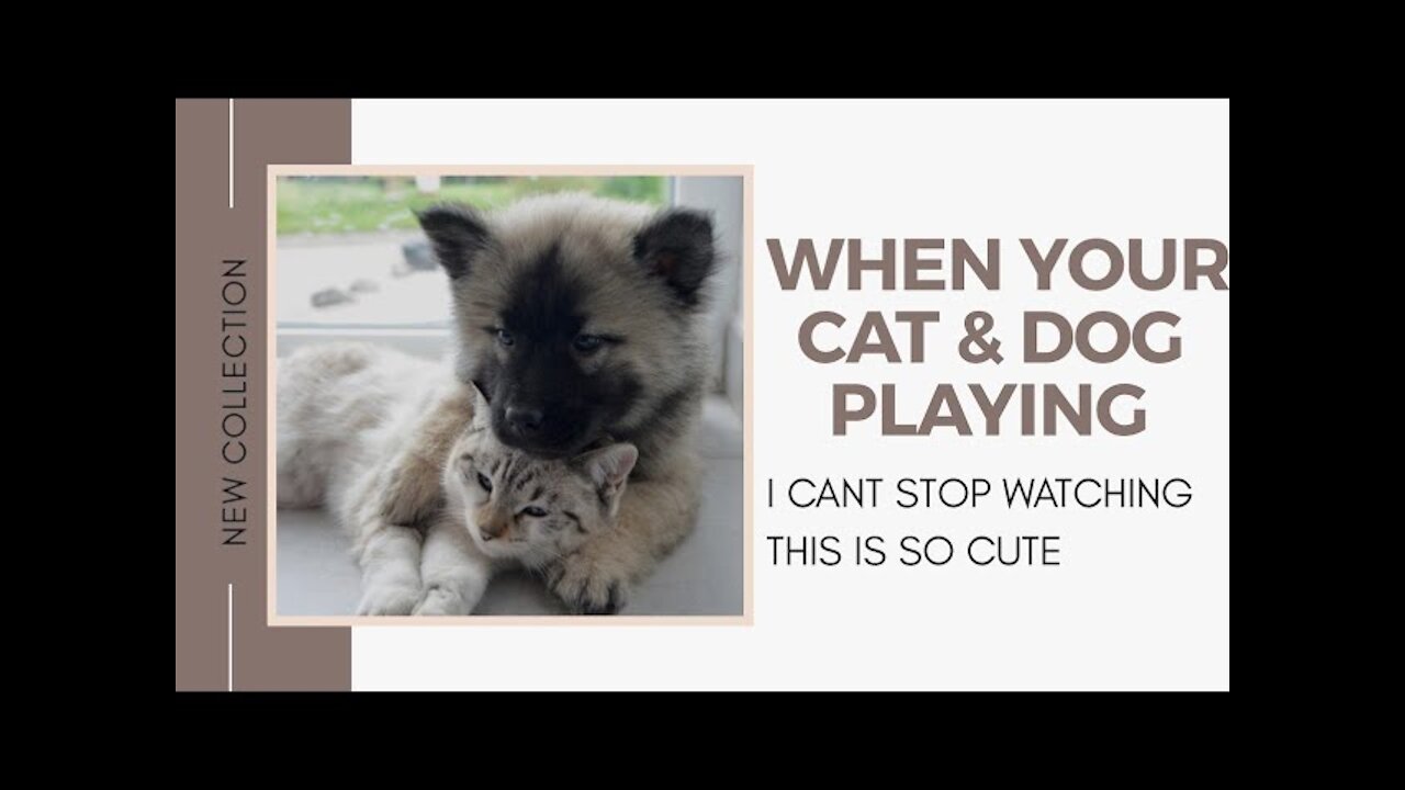 PET SOTRY FUNNY PETs VIDEOS