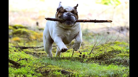 TOP 10 Funny Dog and Dog Barking Sounds - Funny Dogs