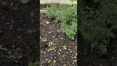 Garden Update #garden #gardening #raisedbeds #gardenbeds #growingthings #vegetables #homesteading