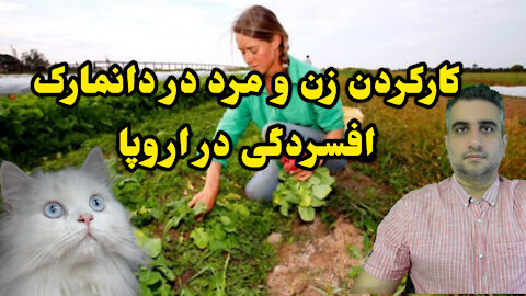 کارکردن زن و مرد در دانمارک افسردگی در اروپا