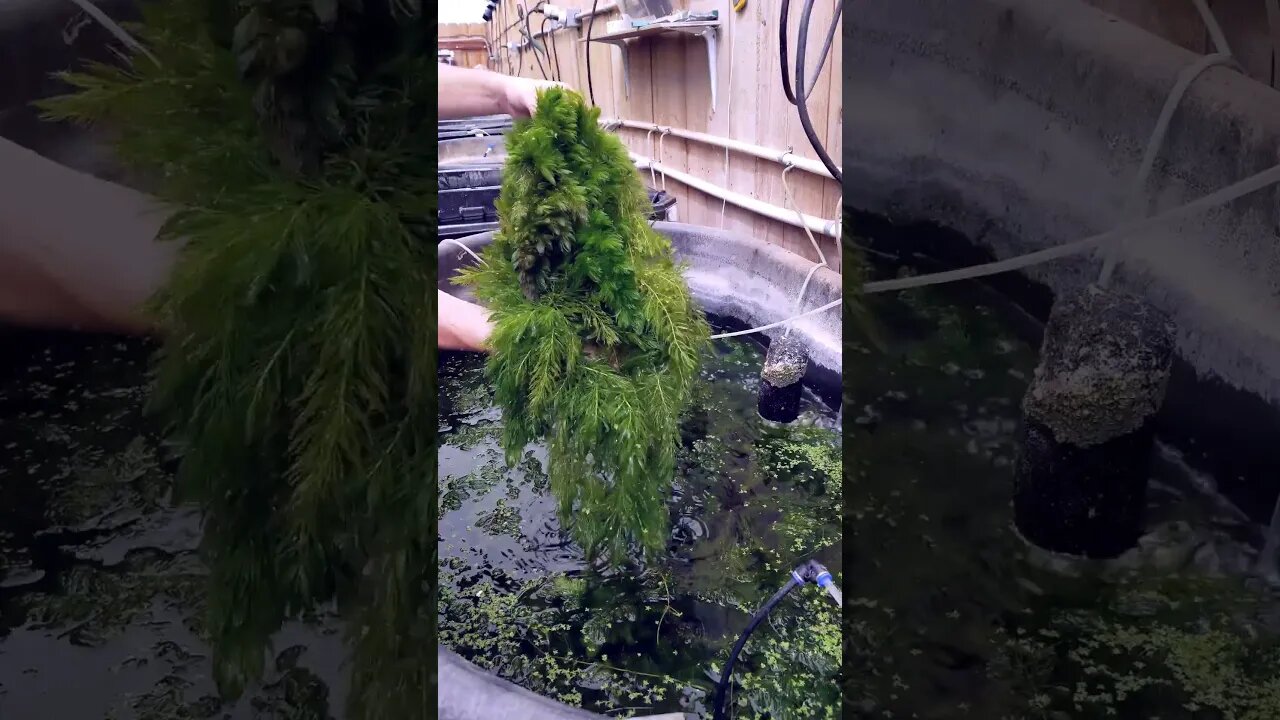Huge Pond Plant Find! #shorts #fishtank #aquarium