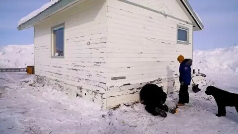 Arctic % Homestead % 10 % years living off the Alaskan wilderness