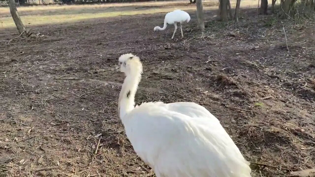 Kangaroo thinks He’s a Dog (he is not) *Releasing Dababy*-5