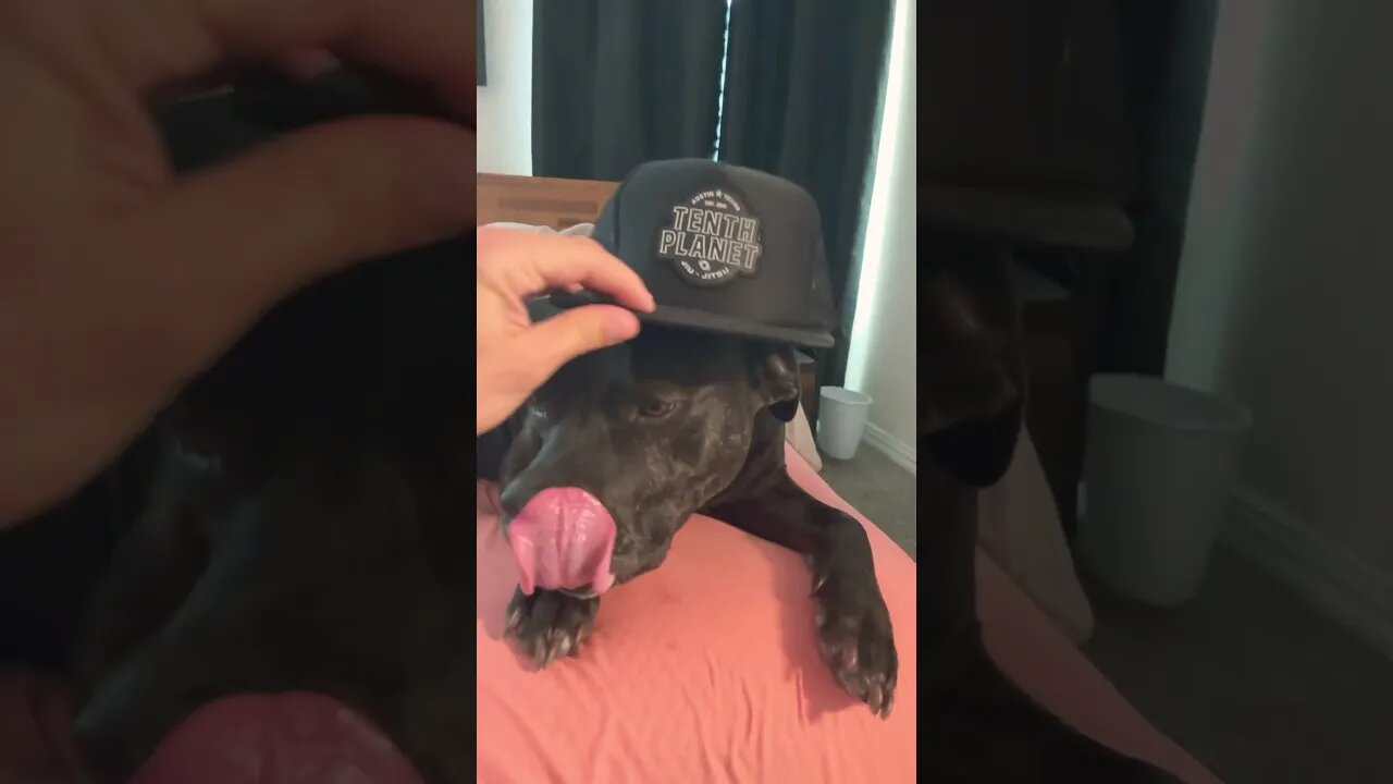 Dog wearing hat