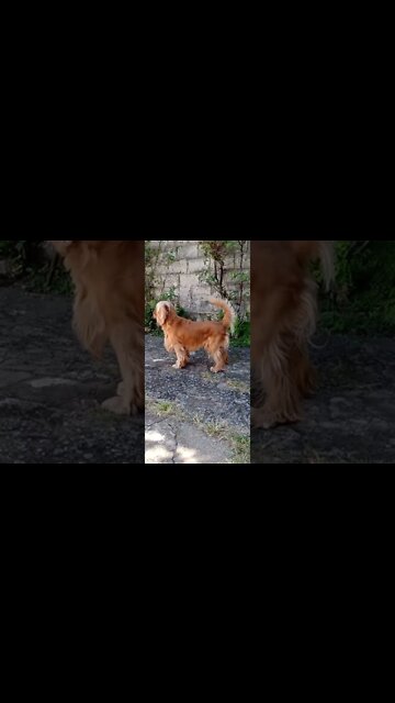 #dogshow, #amimals, #dogs, #shorts