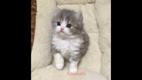 So many cute kittens videos compilation 2018