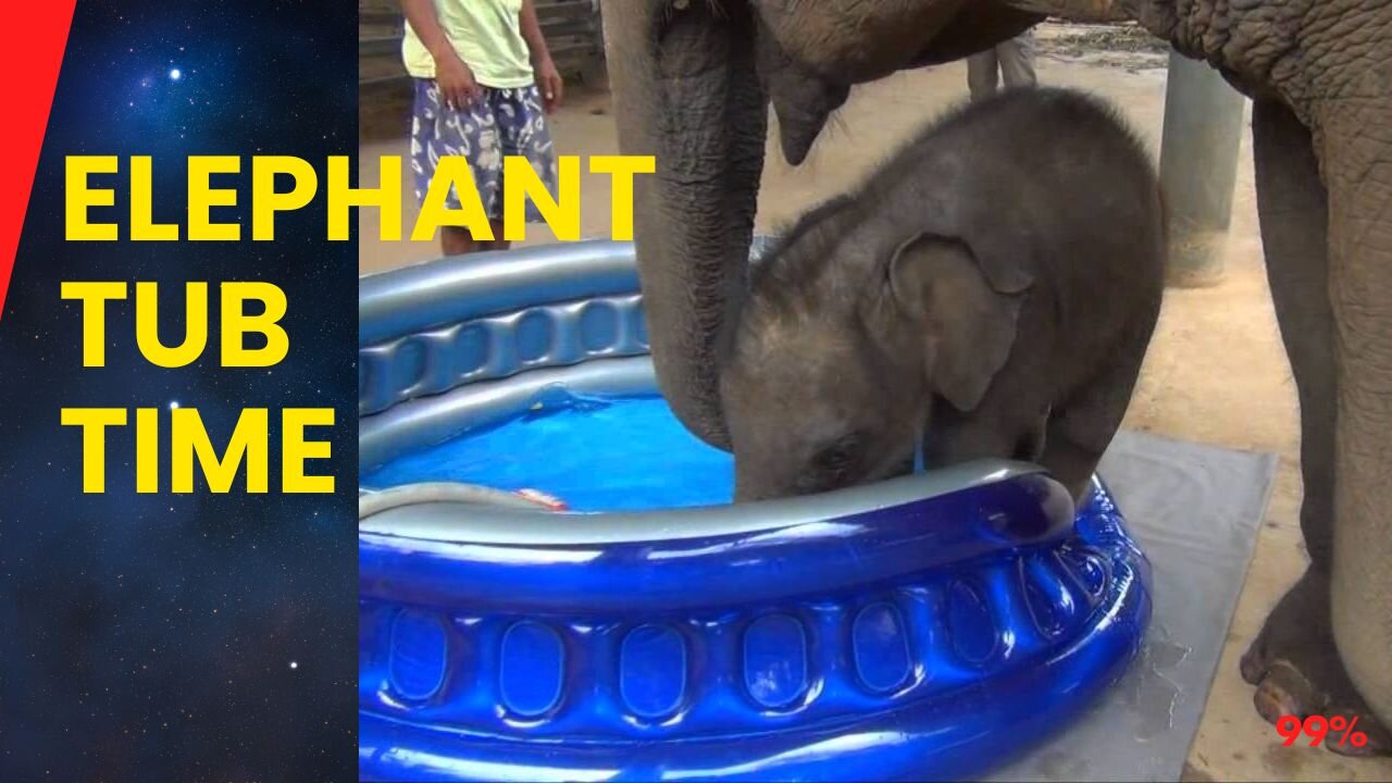 Adorable Baby Elephant's Splashing Spa Day!