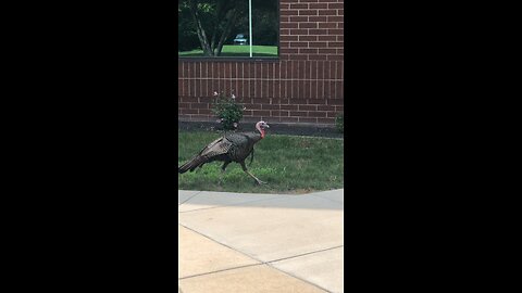 The office wild turkey