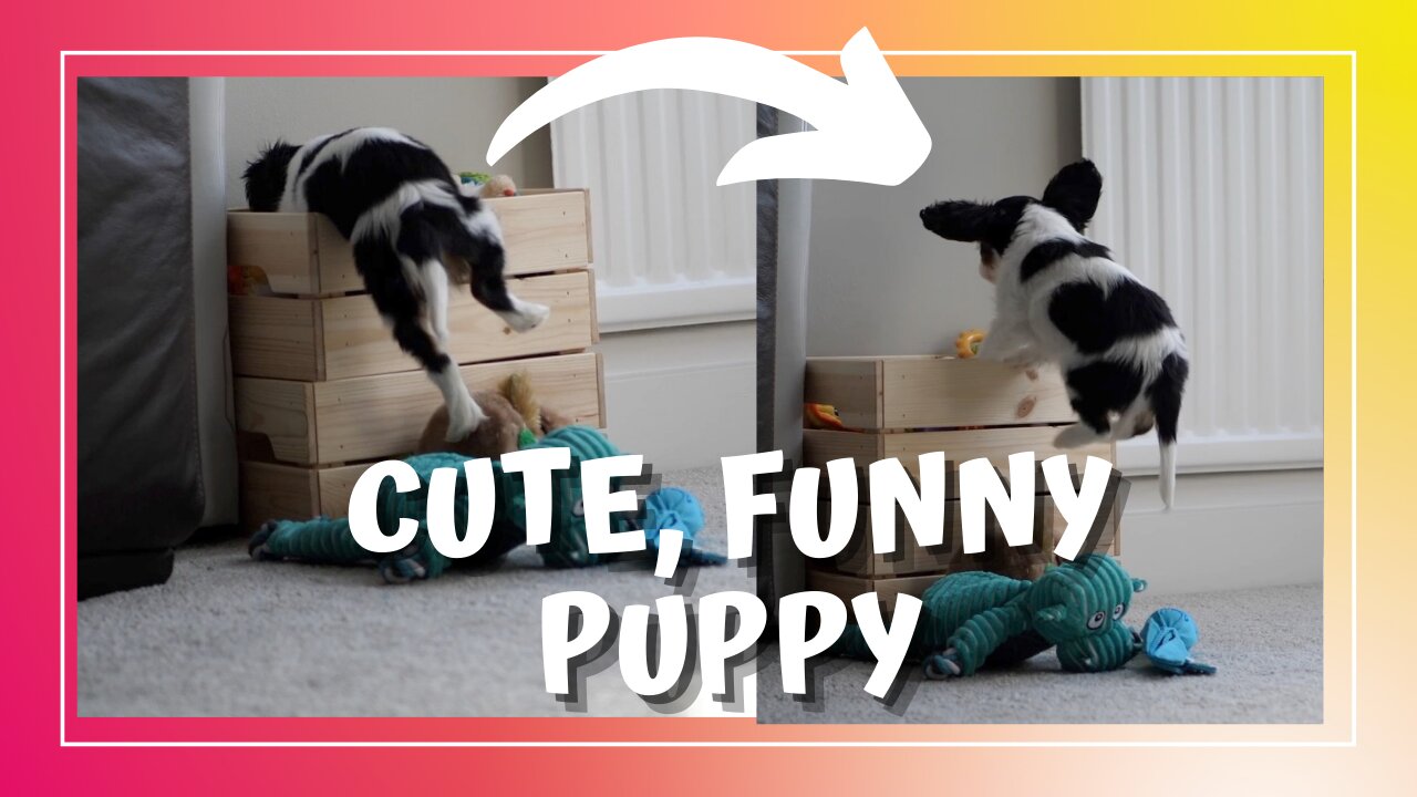 Funny Cavalier King Charles Puppy