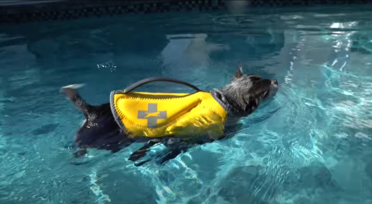 How to teach dogs how to swim (Dog Training 101)