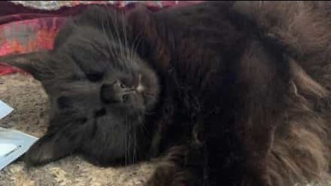 Ce chat s'amuse à mordiller les cheveux de sa propriétaire