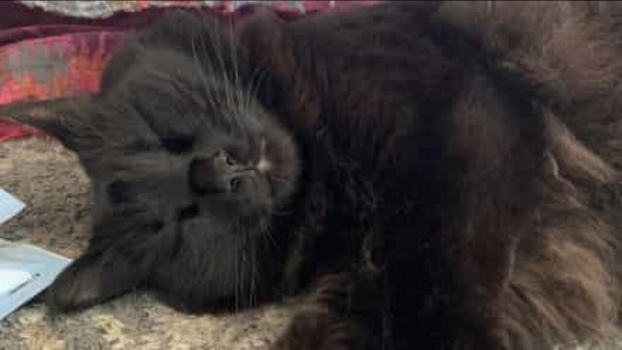 Ce chat s'amuse à mordiller les cheveux de sa propriétaire