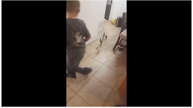 Ducklings follow little boy around the house