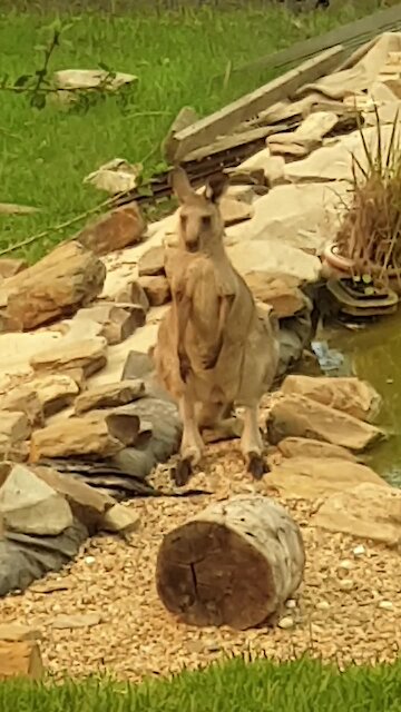 Kangaroos drink from swimming pool after surviving Australian bushfires