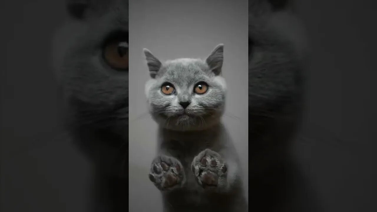 Cat photoshoot #funny #animals #video #shorts #trending