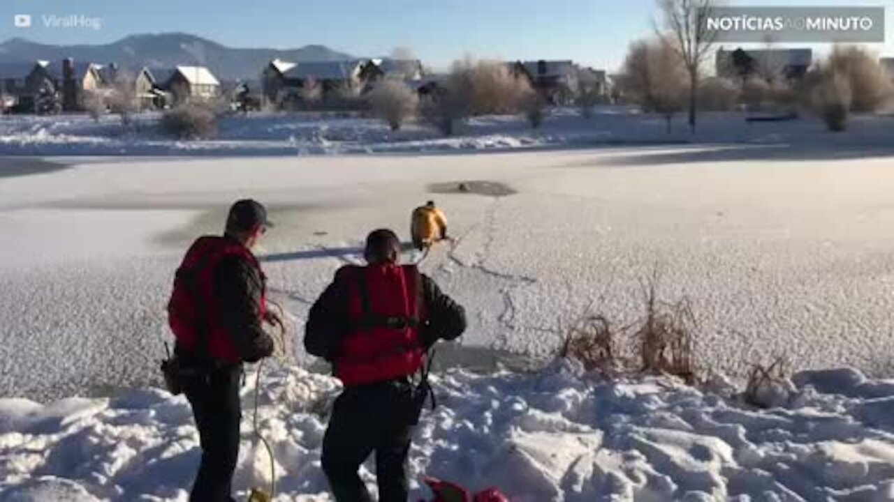 Cão é resgatado de lagoa congelada em Montana