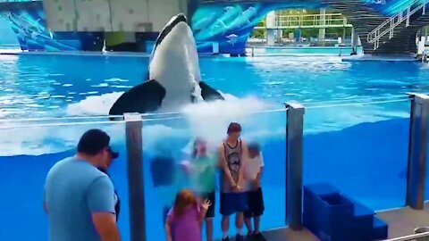 Giant dolphins surprise children