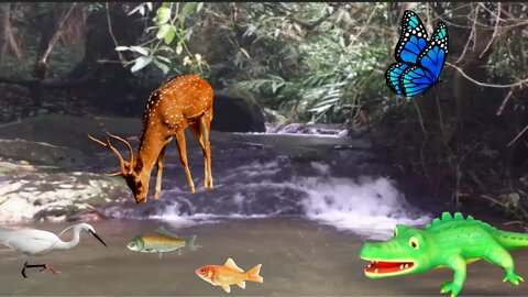 Feel the animal life crocodile, buck, butterfly, ducking animal