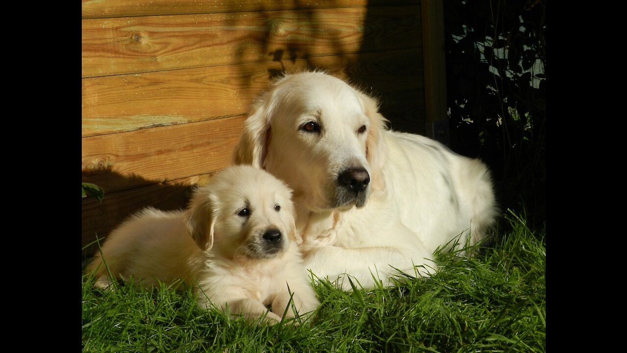 Golden Retriever protecting her pup.