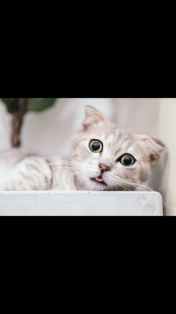 Adorable Cat Videos - Cute Animal Videos - BTS