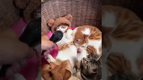 cute funny videos, cute cat funny videos