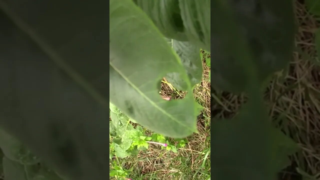 Monarch Caterpillar On My Milkweed! 🦋