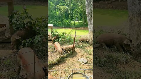 Piglet Scratch Session @UncleTimsFarm #kärnəvór #carnivore #shorts #hereford #freerangepigs