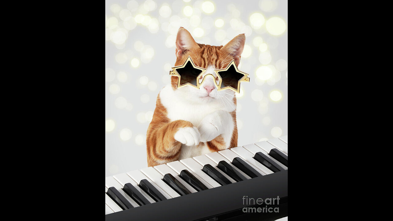 This cat knows how to play Piano cute cat excllent skills