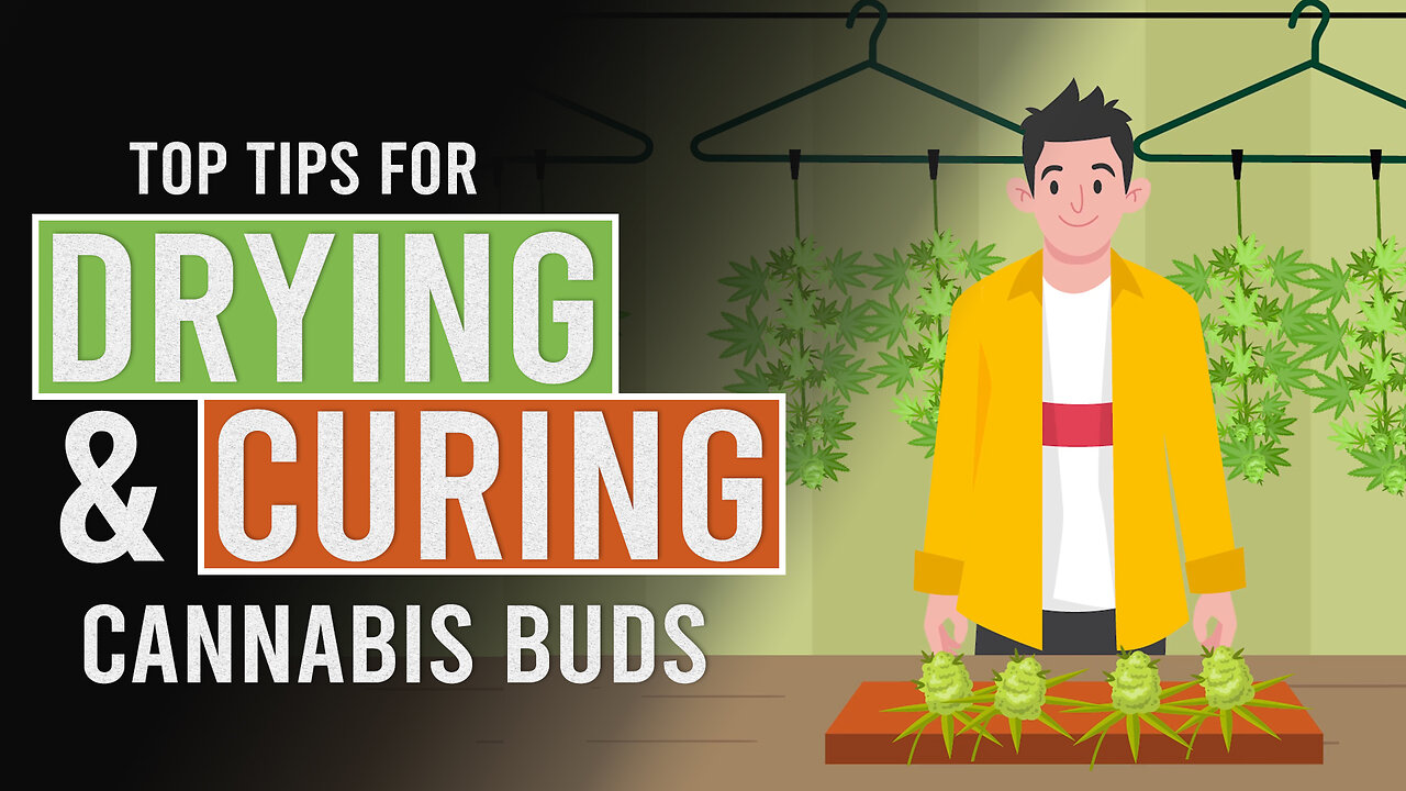 Tips to Help you Dry & Cure your Cannabis!