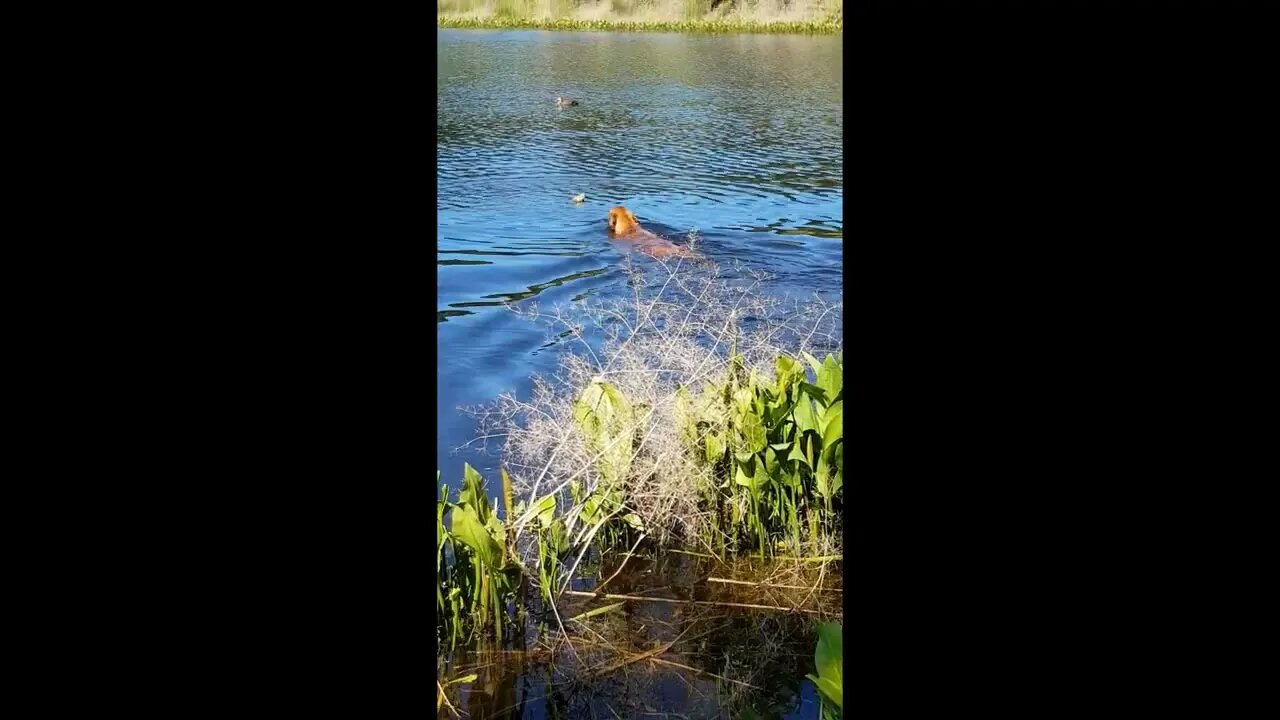 Duck Fails To Divert Rhodesian Ridgeback Pup From Retrieving