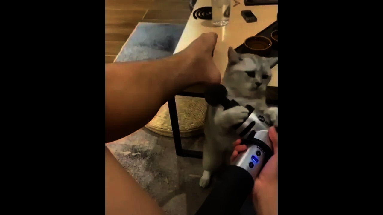 funny cat 🐱||#shorts