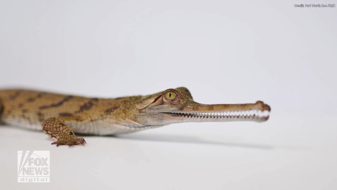 Critically Endangered Crocodiles Hatch At Fort Worth Zoo