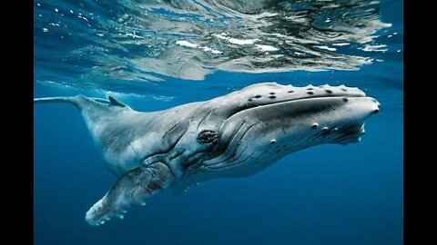 A Closer Look at the Eyes and Skin of a Humpback Whale Shark, amazing