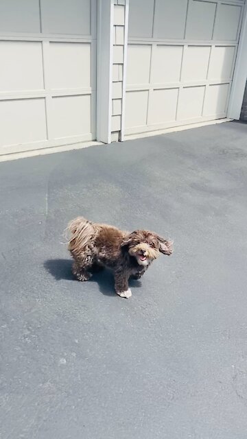Cutest havanese! Charlie the alpha!