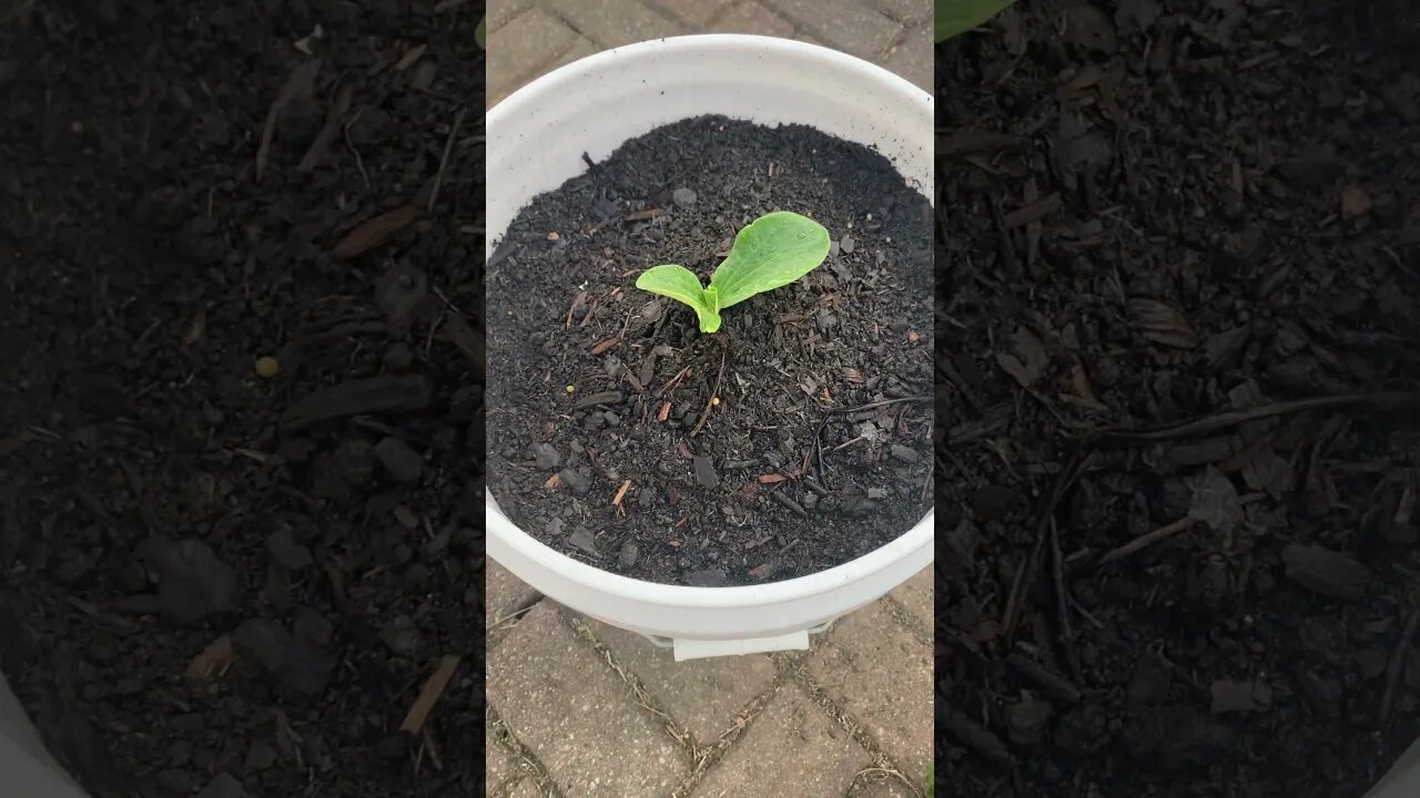 Grow Pumpkins 🎃 In A Bucket