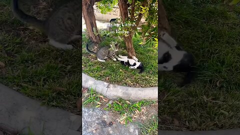 Kittens playing in Budva #montenegro #immobilier #realestate #vastgoed