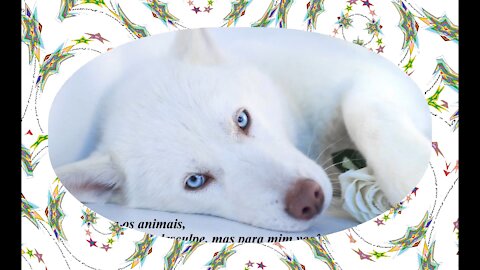 Eu amo quem ama os animais, se você não os ama, você é alguém frio demais... [Frases e Poemas]