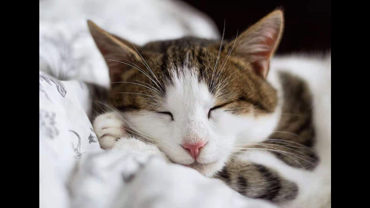 Lovely Sleepy Cat